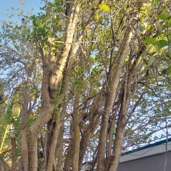 Showcase tree felling work done in cape town Big tree cutting project in cape town