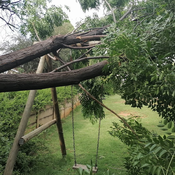 Showcase tree felling work done in cape town Palm tree trimming and palm stump removal project.